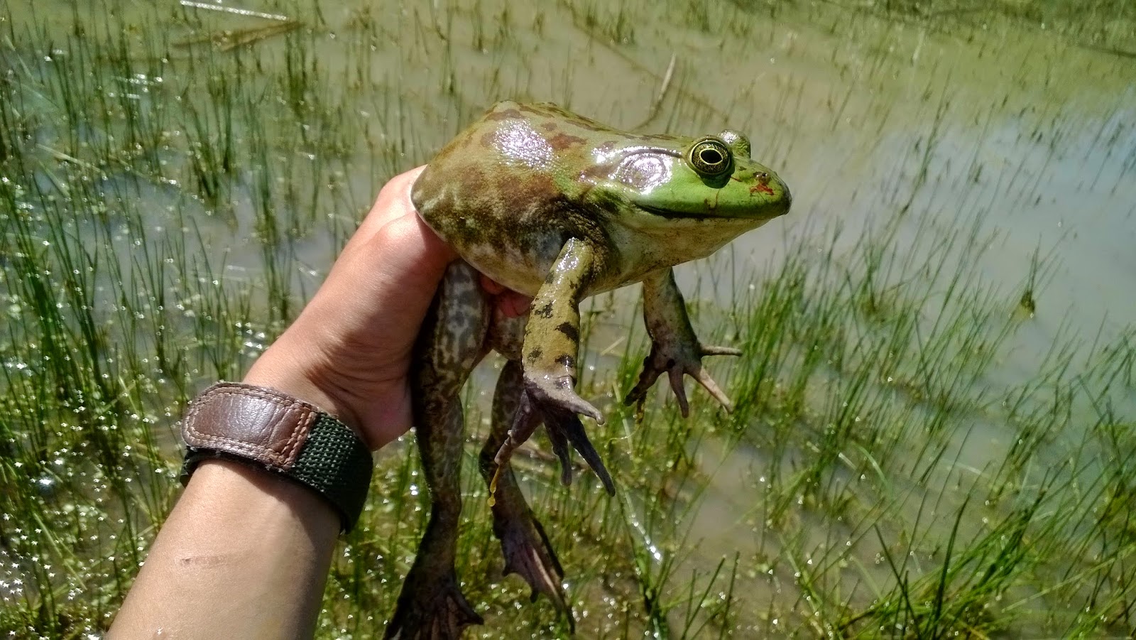 The Unstoppable Invasion: American Bullfrogs – Keep Calm and Fly Fish