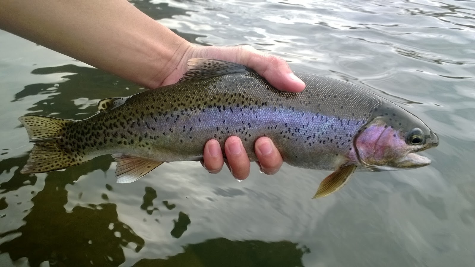 California Heritage Trout Challenge #3: Coastal Cutthroat Trout – Keep Calm  and Fly Fish