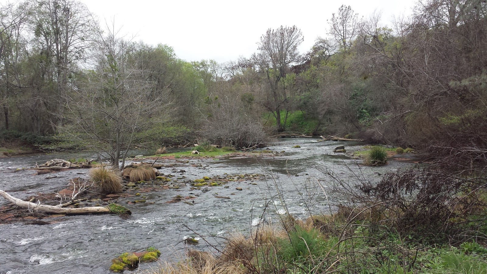 Putah Creek Post Spawn Adventure