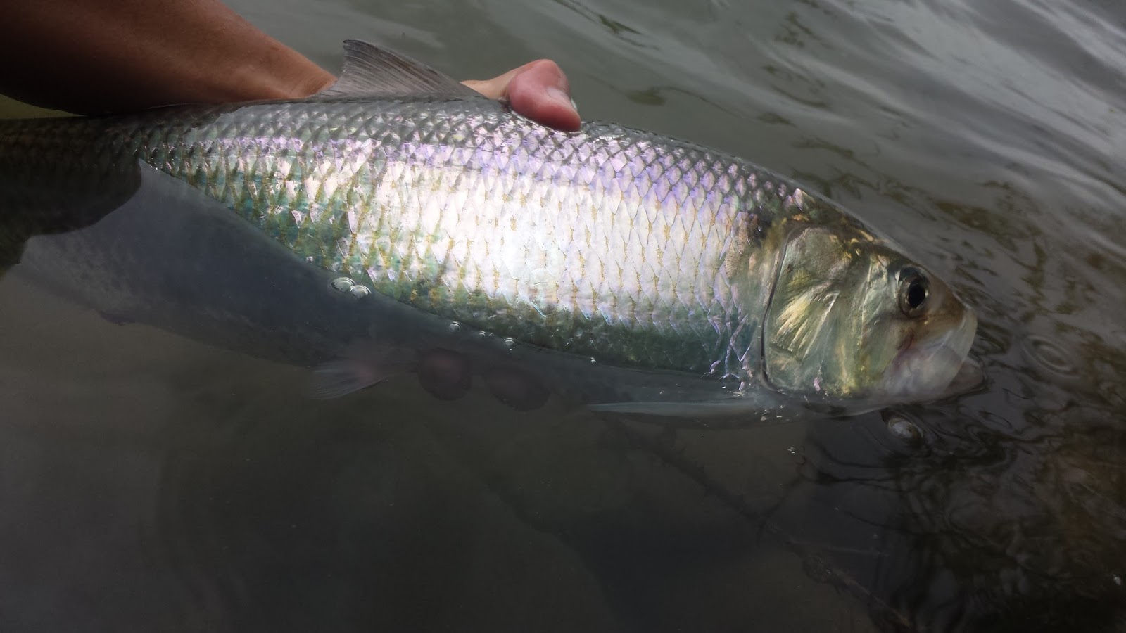 Shad Colors Starting To Show