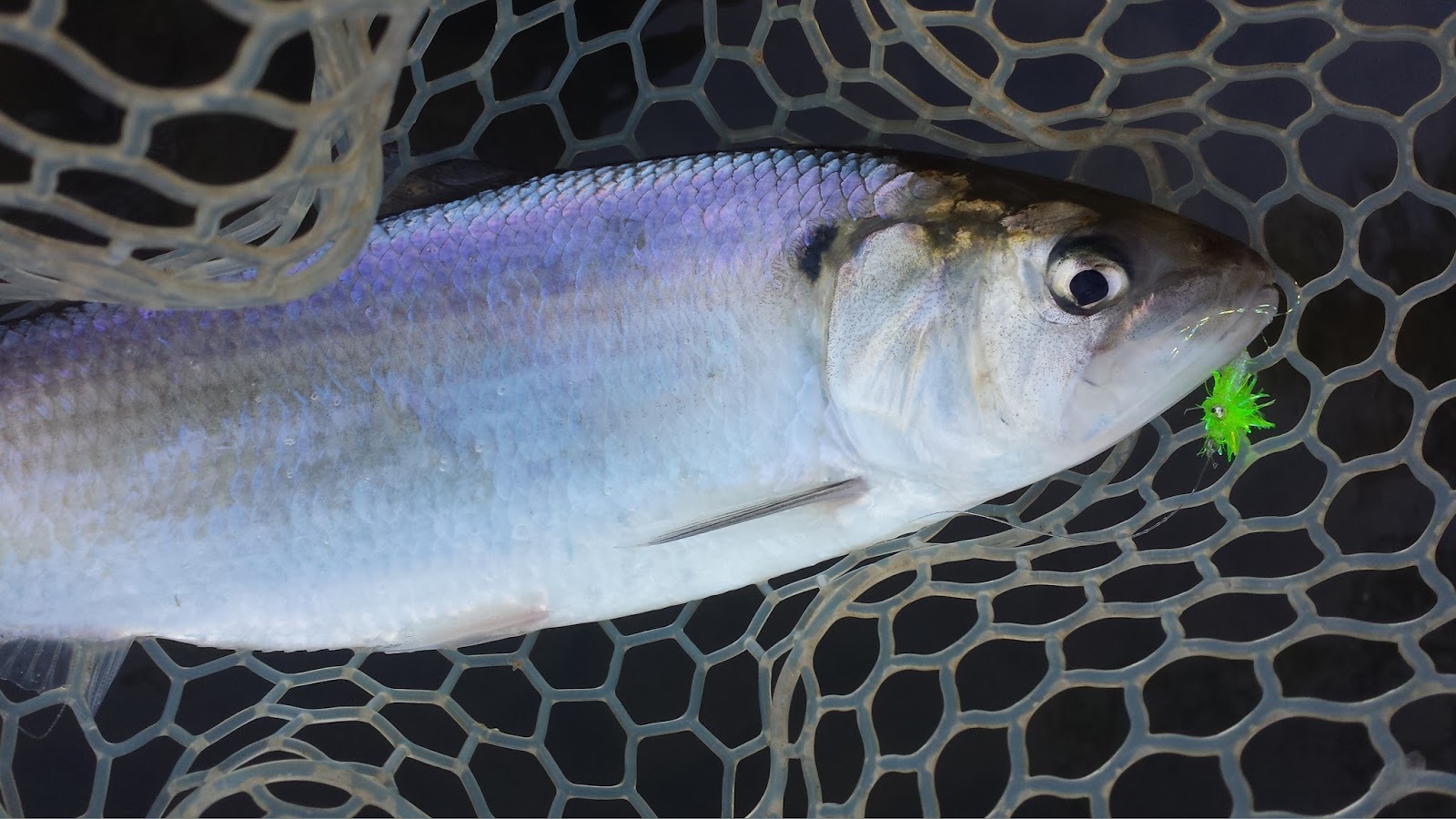 American Shad are Overrated