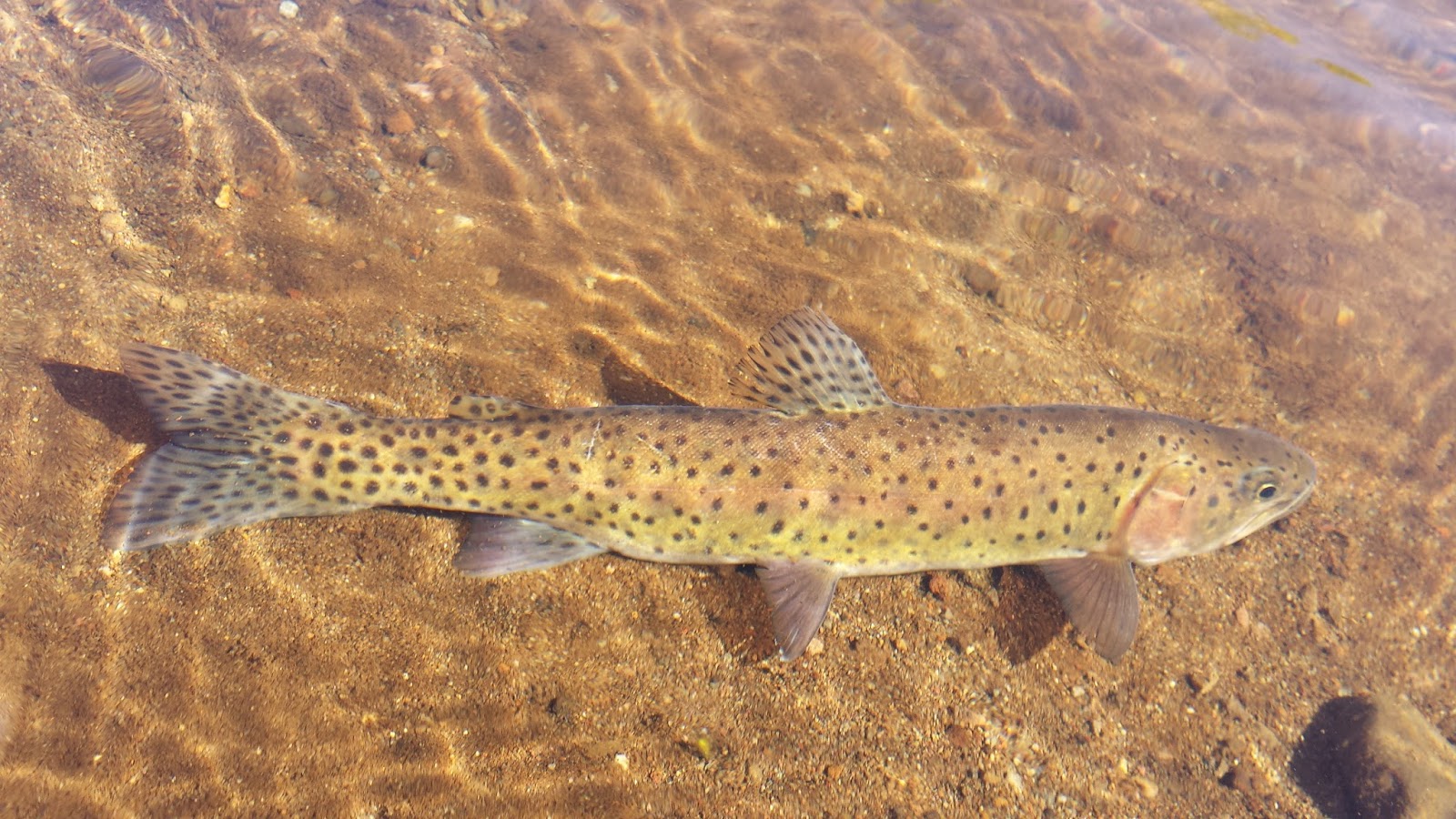 California Heritage Trout Challenge #1: Lahontan Cutthroat Trout