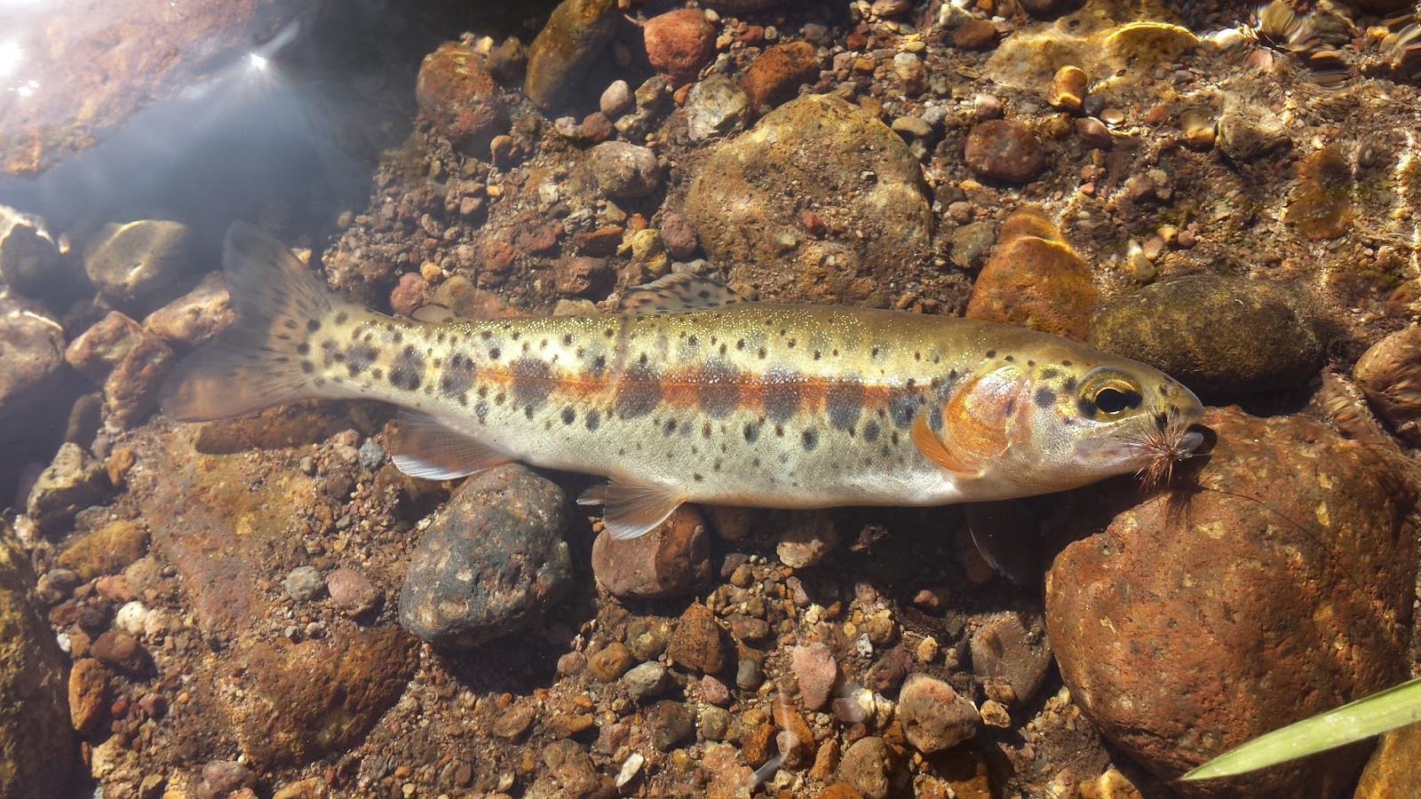 California Heritage Trout Challenge #2: McCloud River Redband Trout