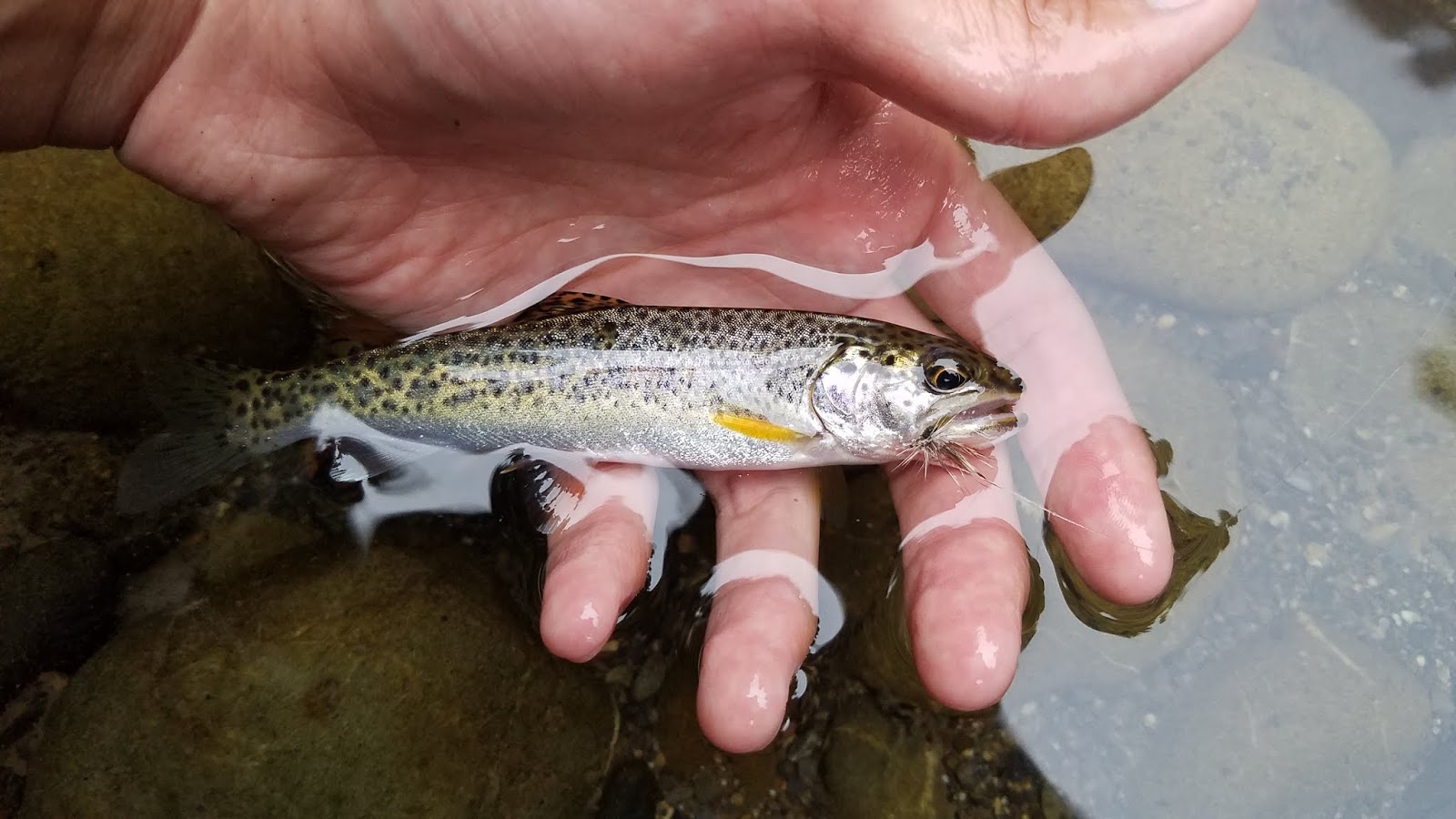 California Heritage Trout Challenge #3: Coastal Cutthroat Trout