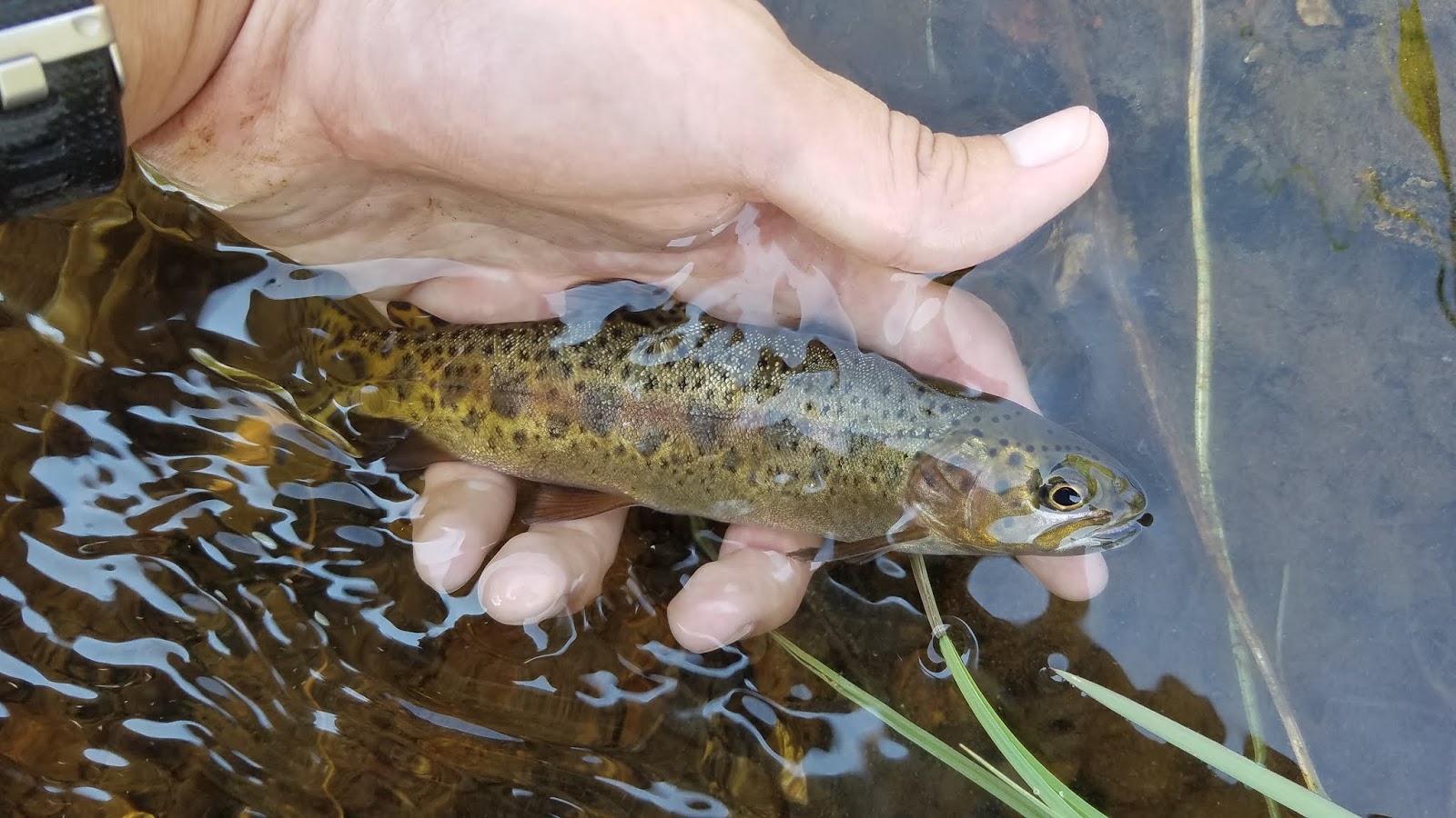 California Heritage Trout Challenge #4: Warner Lakes Redband Trout