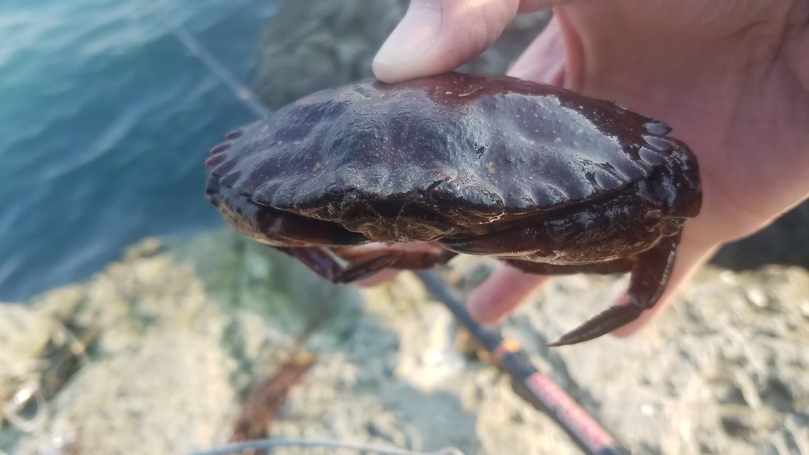 Thoughts On Crab Snaring & Bodega Bay Crabbing – Keep Calm and Fly Fish