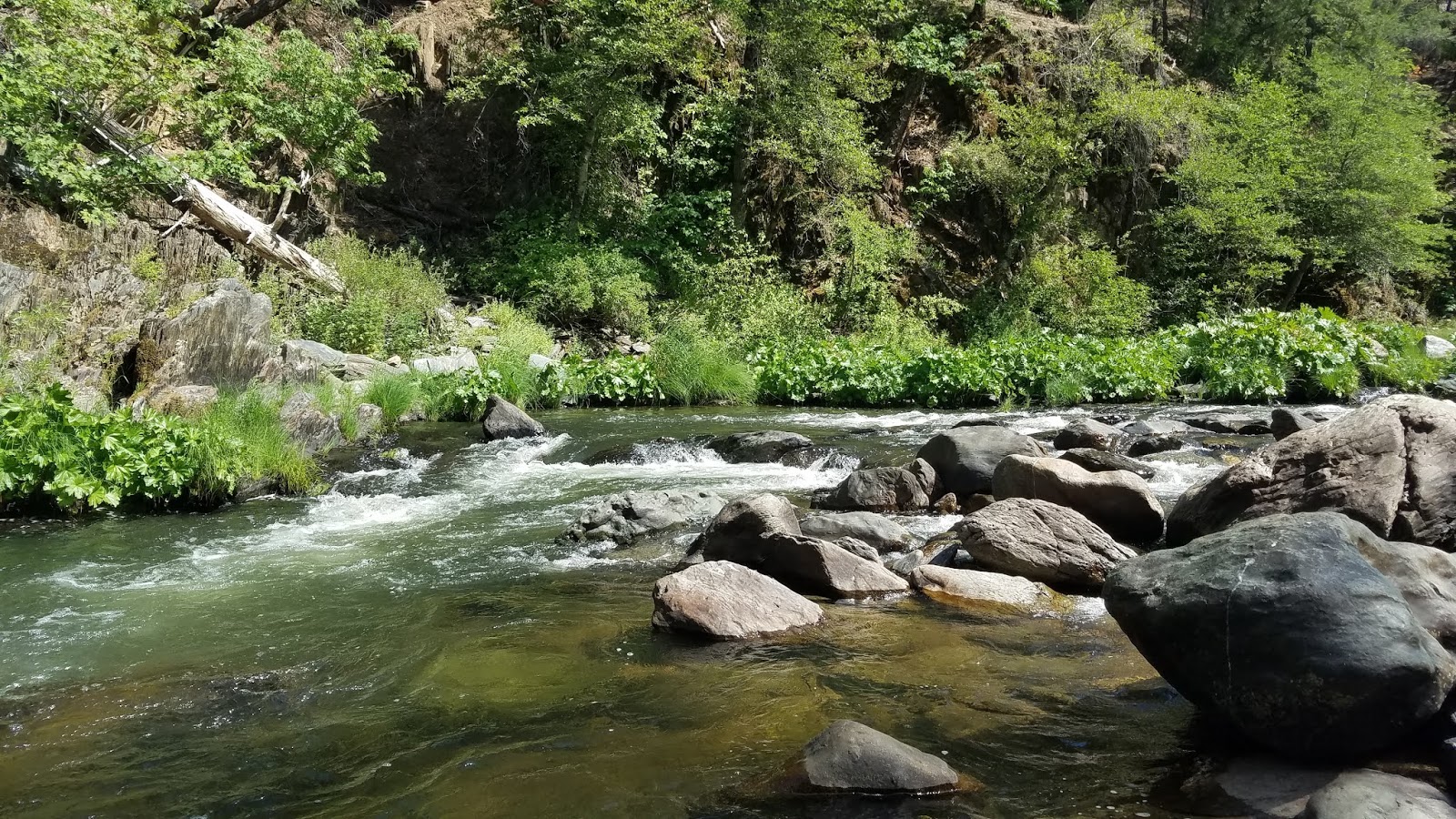 Summer Fly Fishing on Spanish Creek and Middle Fork