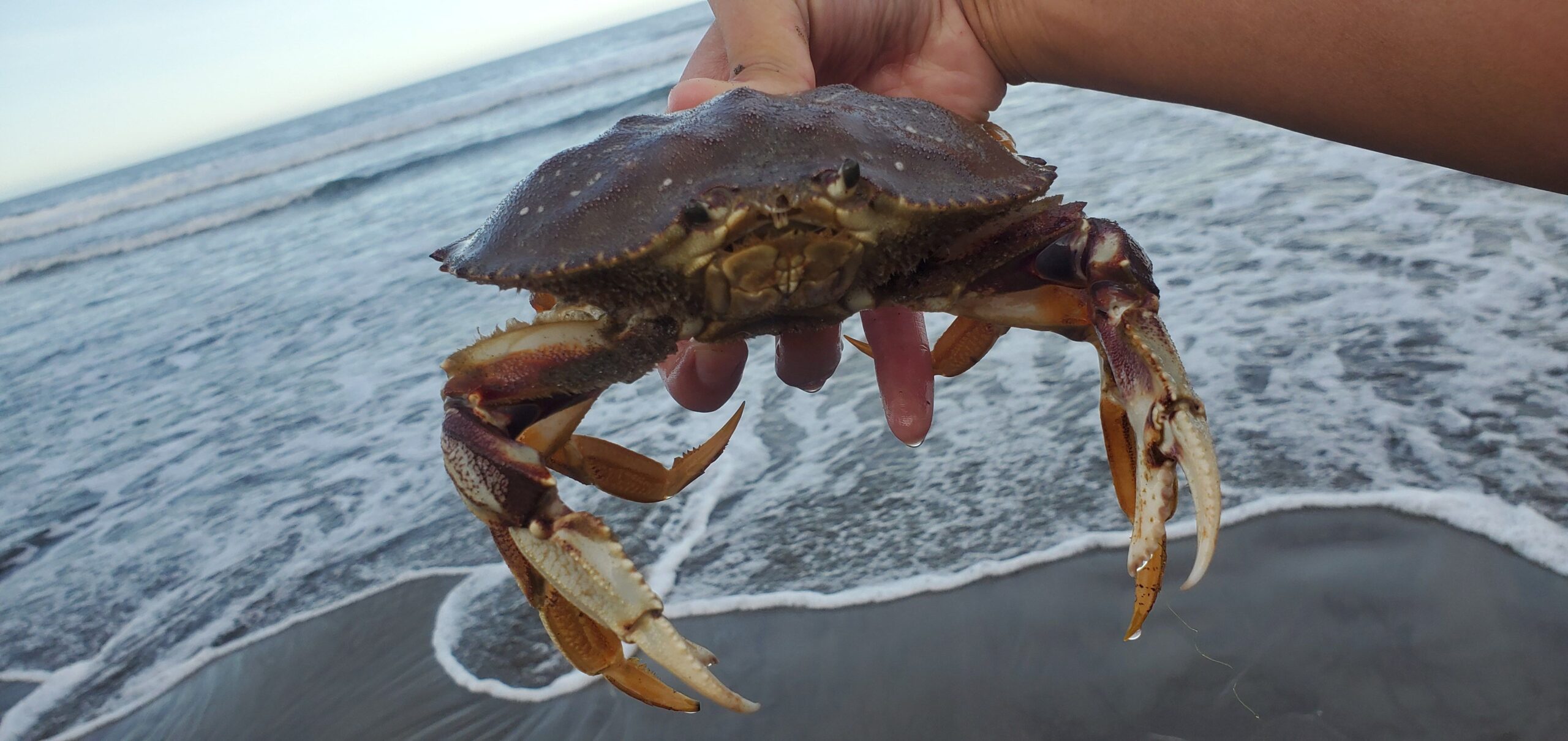Dungeness Crab – Keep Calm and Fly Fish