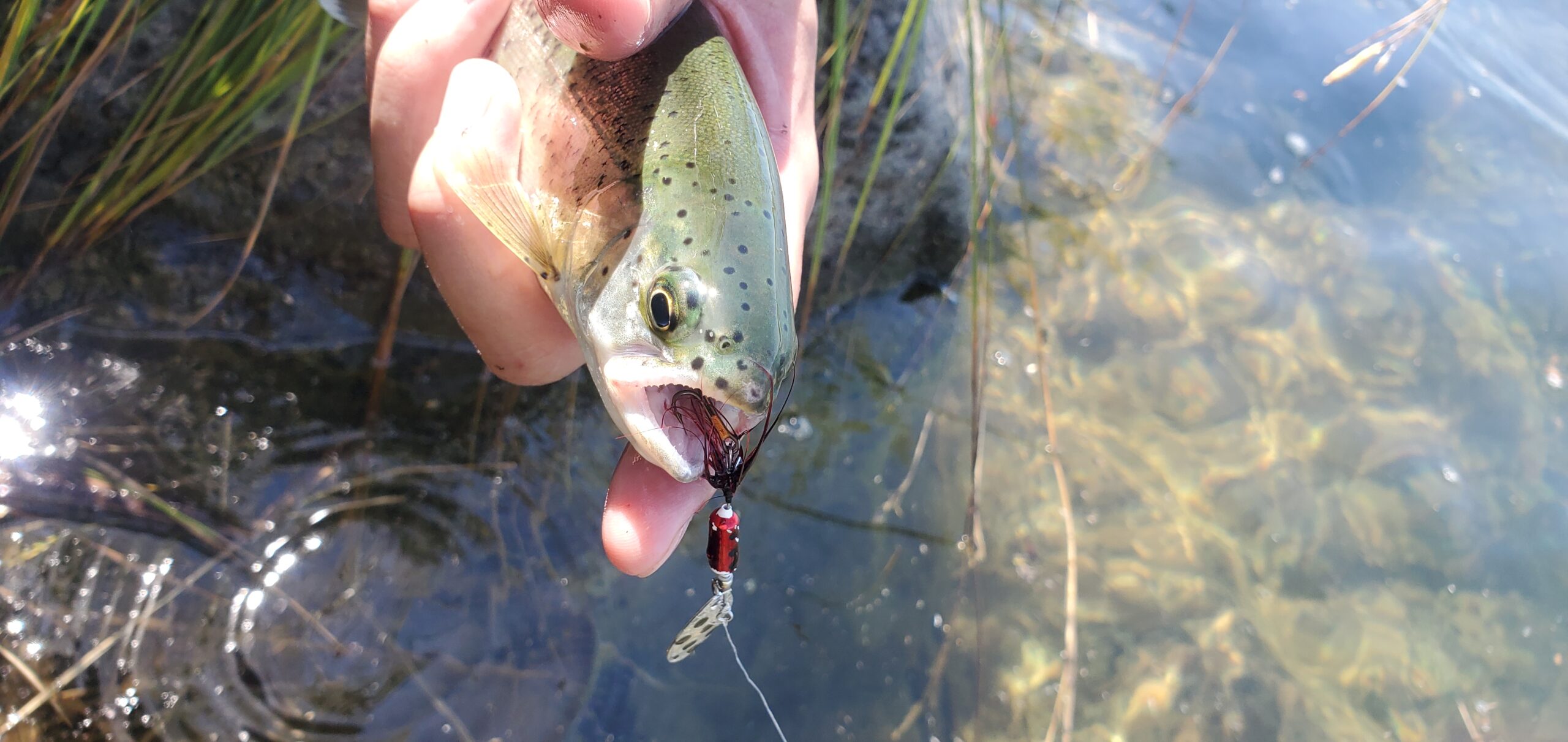 Translating Fly Fishing to Spin Fishing #2 – Keep Calm and Fly Fish