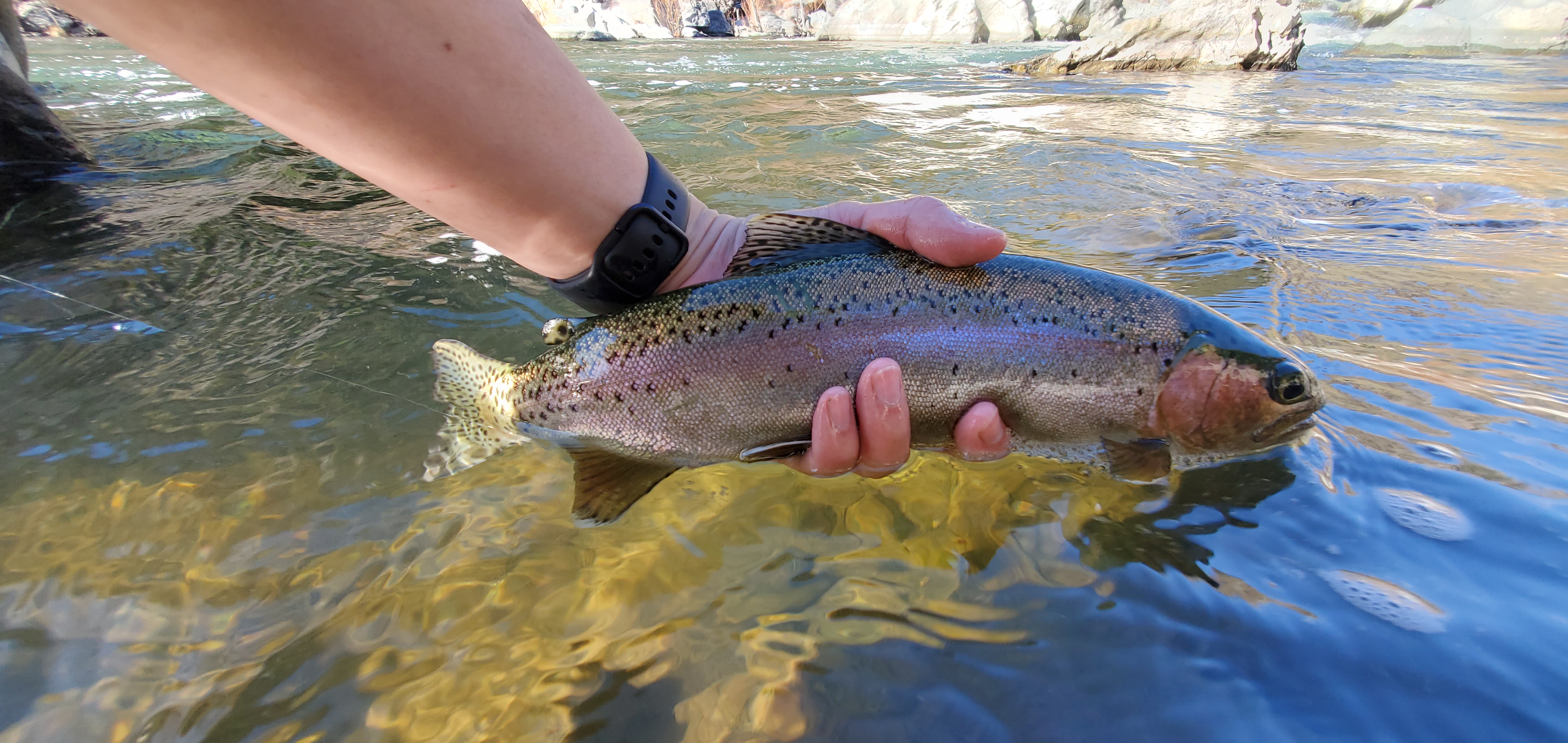 Trout & Feather: August - Casting Across