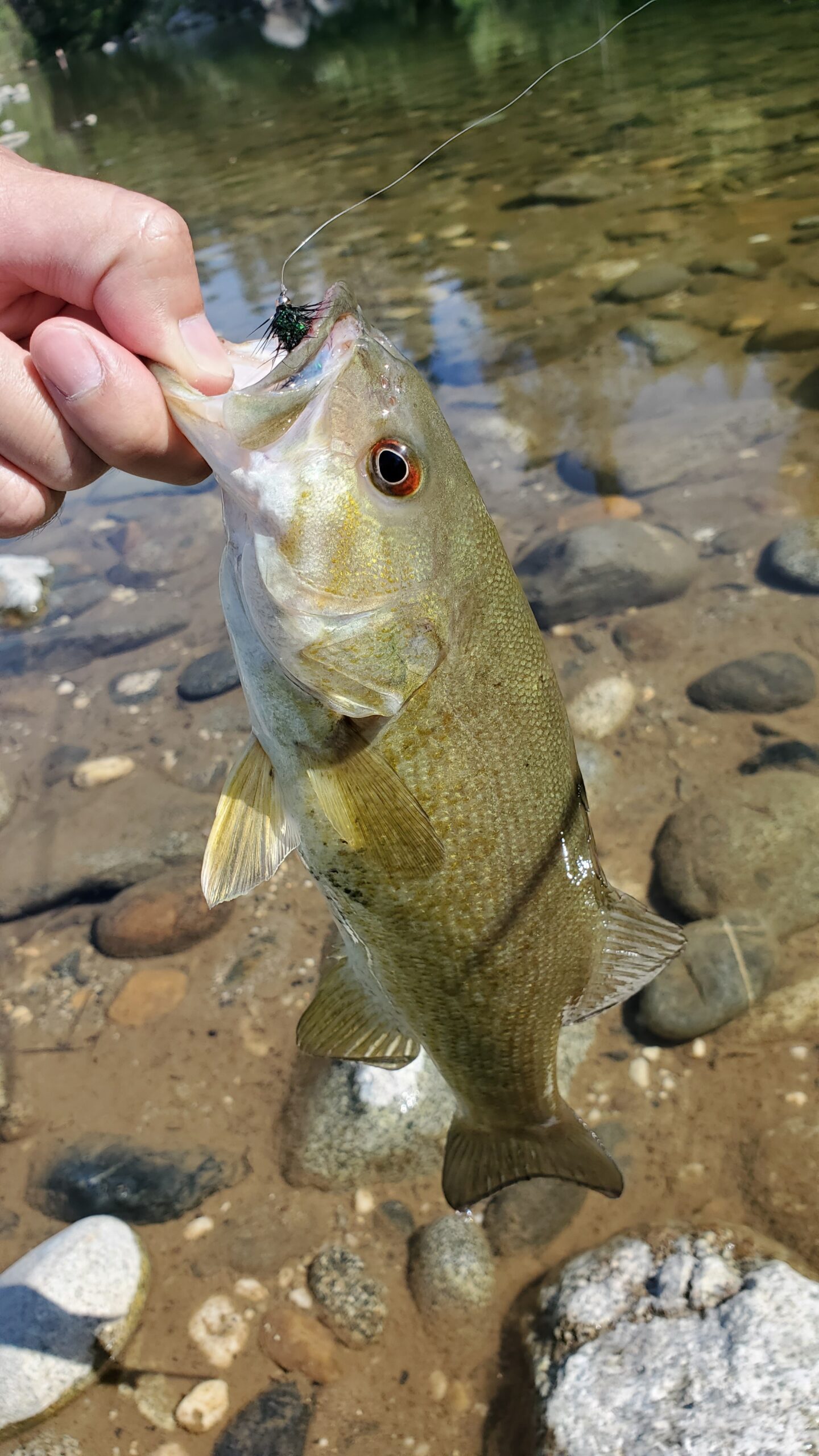 Fishing the lower Yuba? Stay Current on Do's and Don'ts • SYRCL