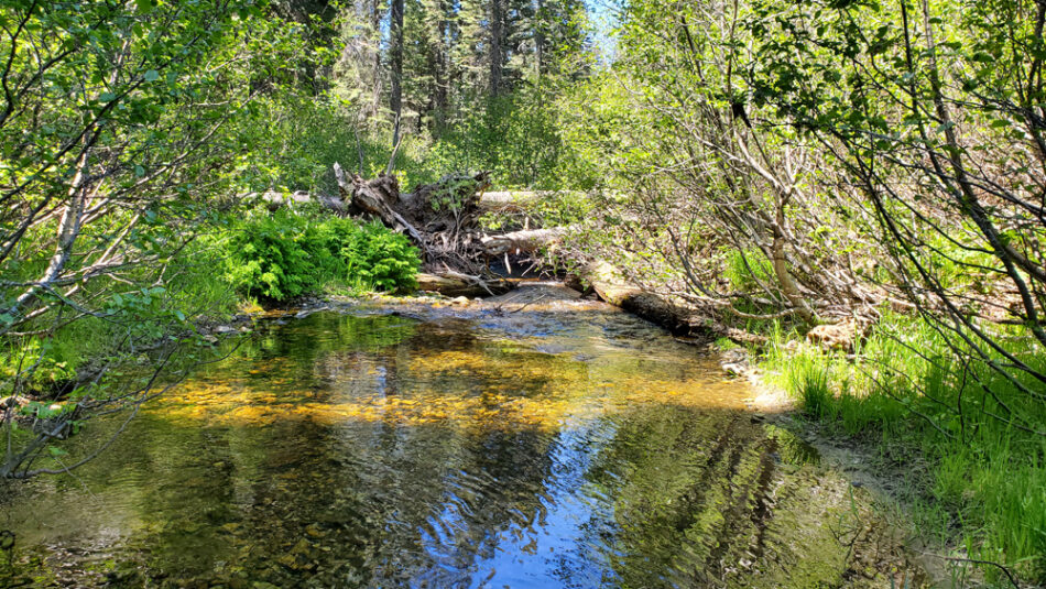 Exploring Bucks Creek and Grizzly Forebay – Keep Calm and Fly Fish