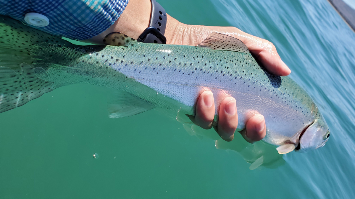 Rainbow Trout on Black Lake - On the Water with Spawn Fly Fish 
