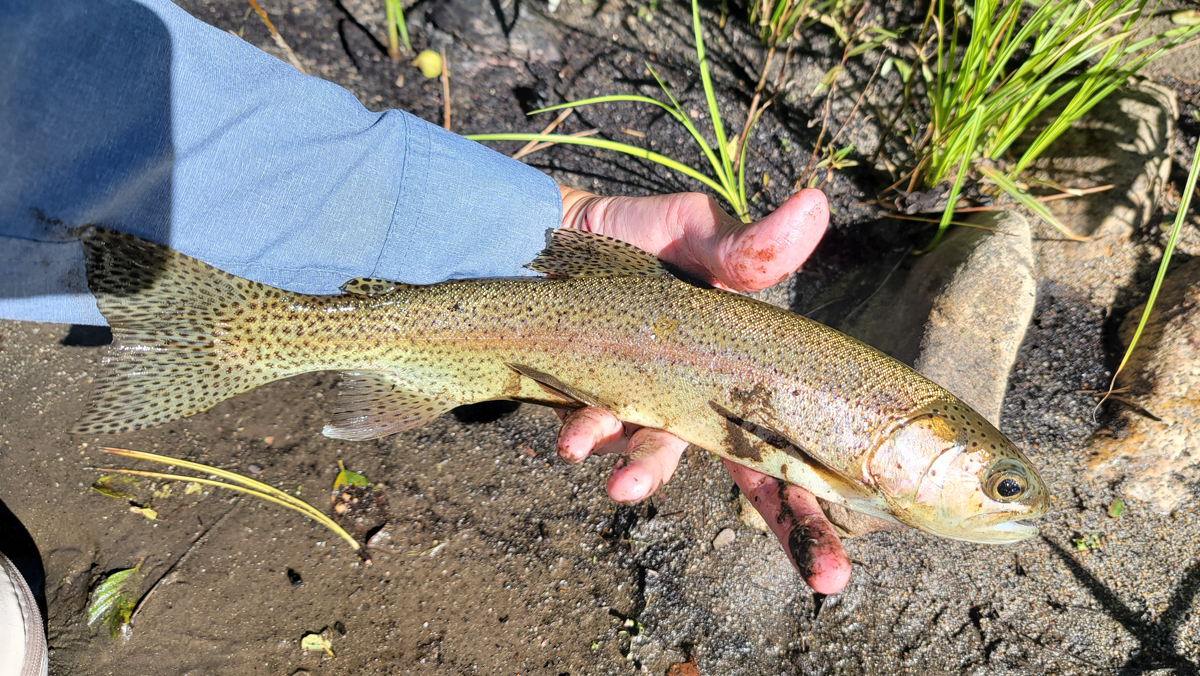 Heritage Trout Challenge #8: Kern River Rainbow Trout – Keep Calm and Fly  Fish