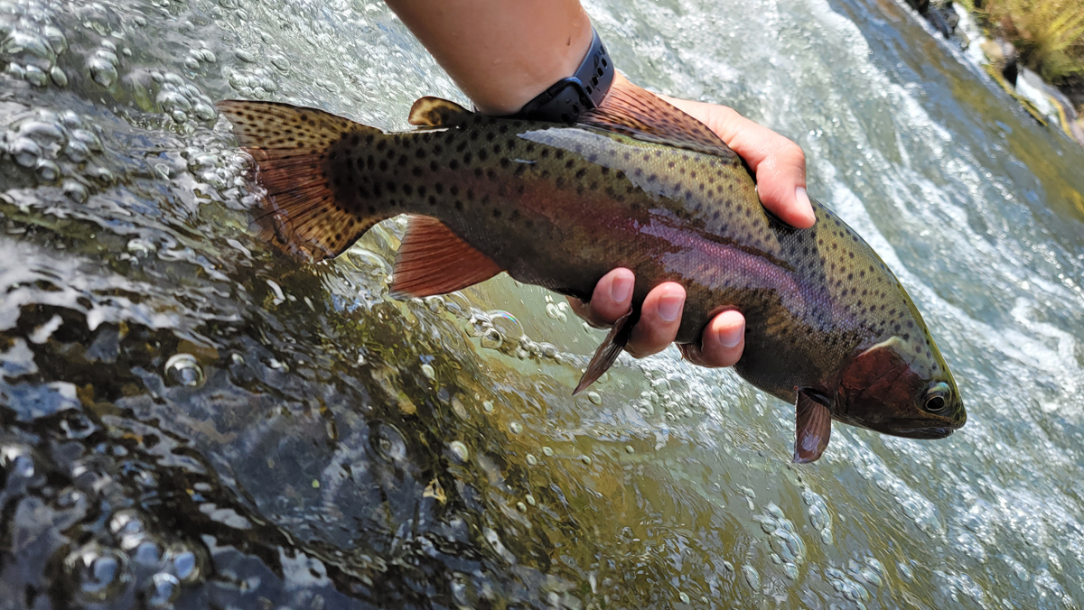 One of the best tips for landing fish in rivers! #flyfishing